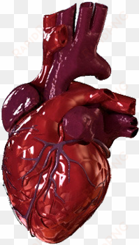 human heart png - bloody human heart png