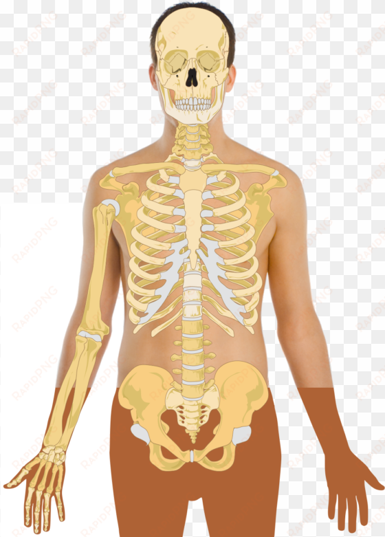 human skeleton - skeleton with lungs stomach
