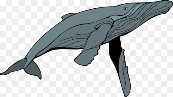 humpback whale clipart - retten sie die wale grußkarte
