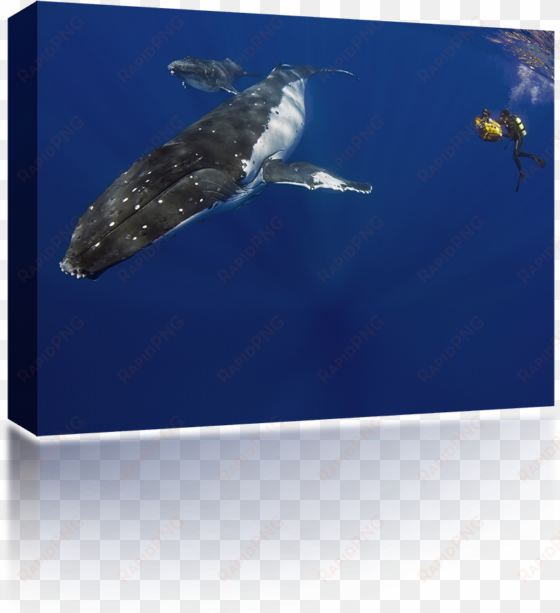 humpback whale diver - underwater