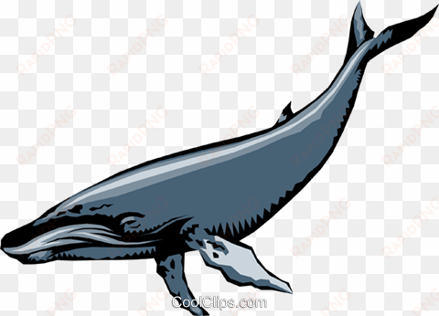 humpback whales royalty free vector clip art illustration - sprem whale transparent gif