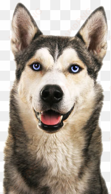 husky appearance - imagine this wood breed decorative mortgage sign husky