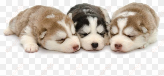 husky png background - siberian husky puppy png