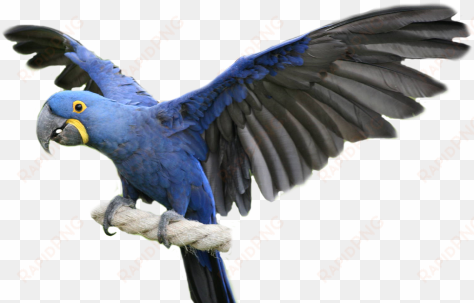 hyacinth macaw, blue macaw, blue macaw facts - spix macaw png