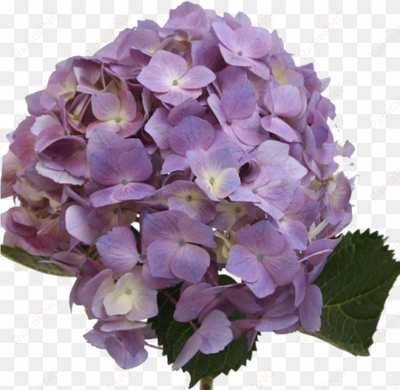 hydrangea light lavender - lavender hydrangea