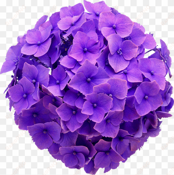 hydrangea real flower purple cute beautiful freetoedit - hydrangea flower no background