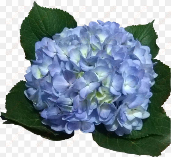 hydrangeas legacy light - light blue hydrangea png