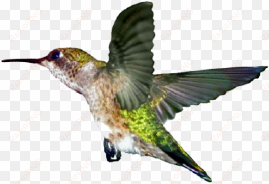 i just love the hummingbird campaign that surprised - ruby throated hummingbird