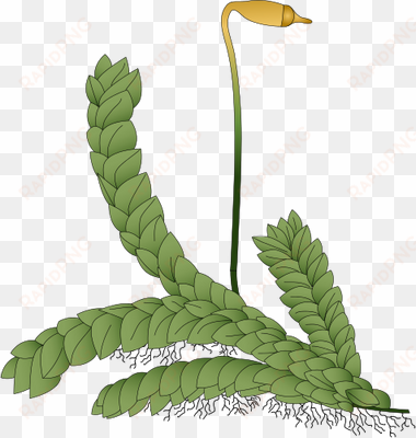 ian symbol moss 2 - non vascular plant png