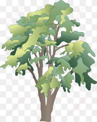 ian symbol robinia pseudoacacia - rainforest tree vector png