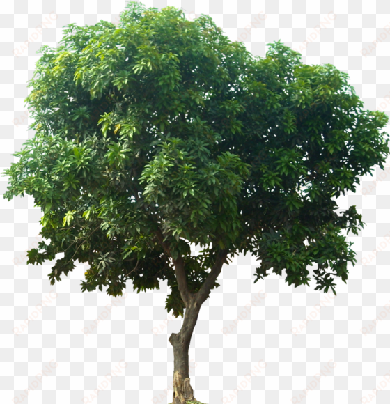 icon download tree - mango tree png