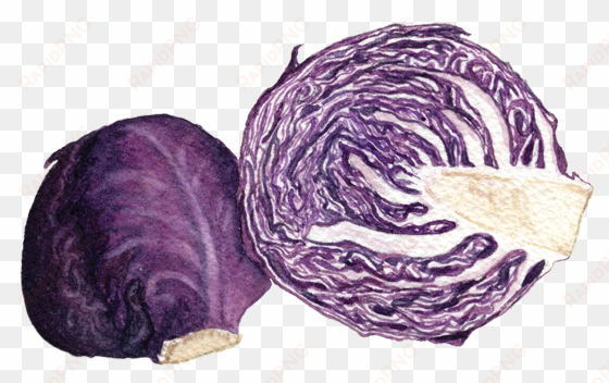 if you want to buy my art - red cabbage