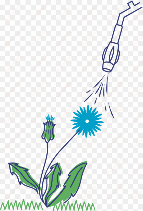 illustration dandelion plant - dandelion