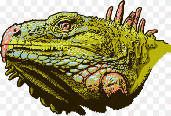illustration - green iguana