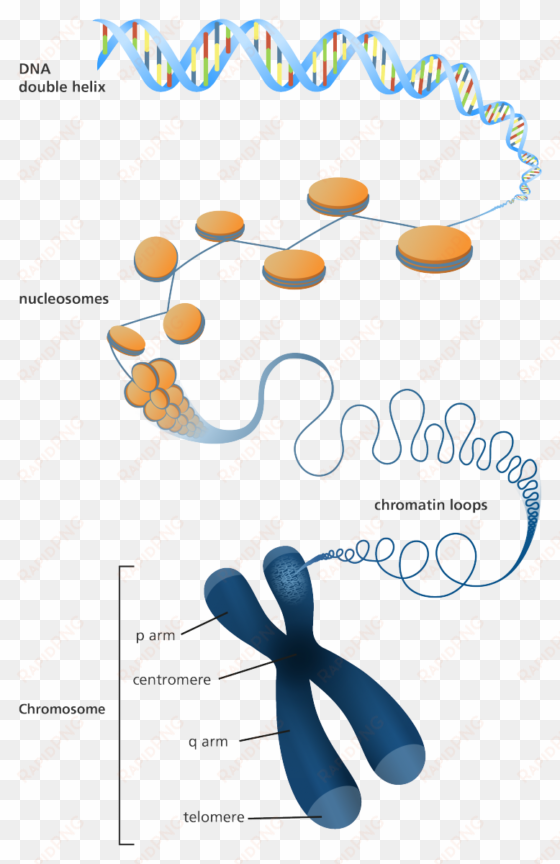 illustration showing how dna is packaged into a chromosome - chromosome infographic