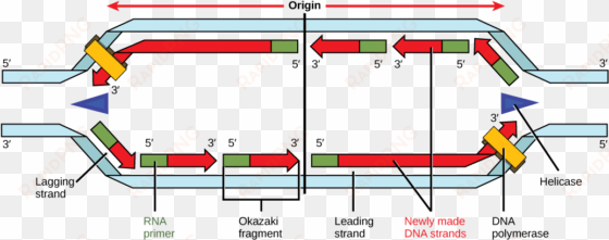 illustration shows a replication bubble - replication bubble rna primers