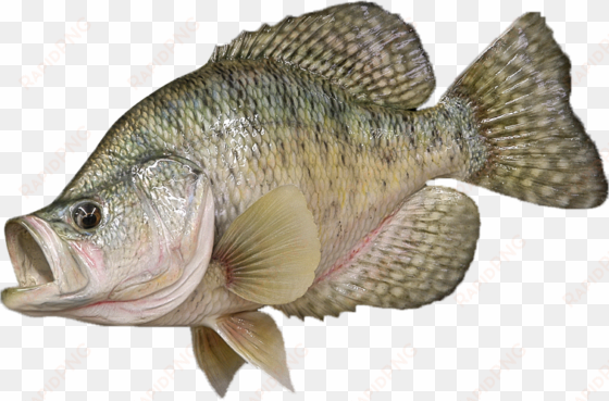 image - bluegill with white background