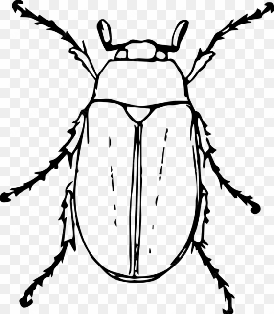 image bugs drawing steampunk - beetle animal black and white