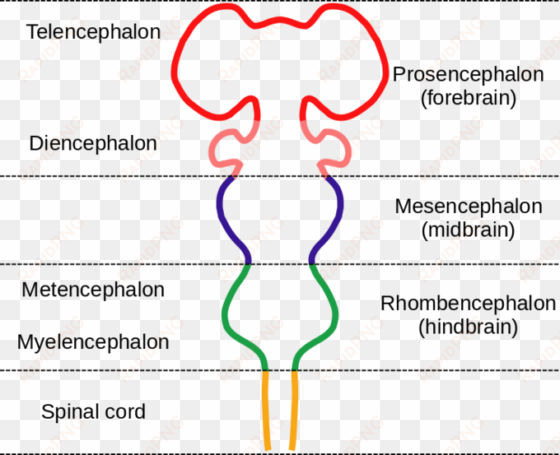 image - embryological divisions of the brain