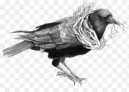 image free common raven bird crow transprent png free - bird drawings crows