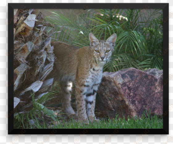 image of bobcat 1 framed - tabby cat