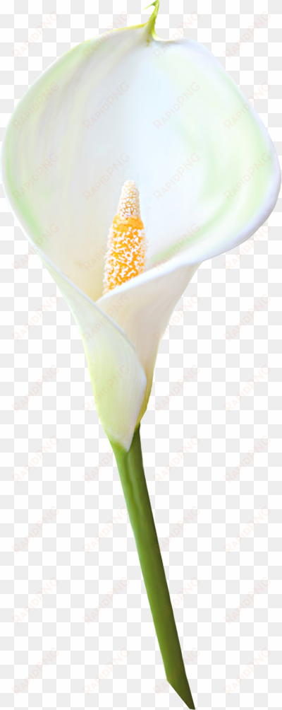 image of calla lily clipart - calla lily transparent background