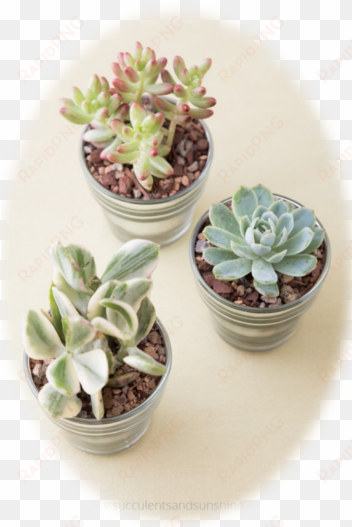 image of three succulents - succulent plant