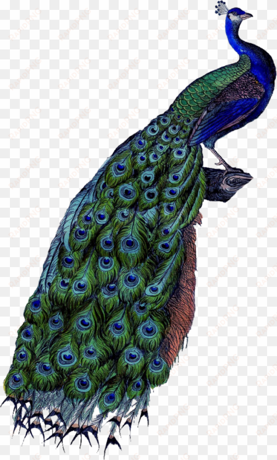 image - peacock business card