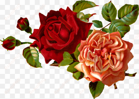 Image Result For Rose Graphics Free Childrens Background - Vintage Red Flower Png transparent png image