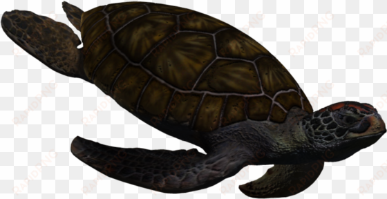 image - sea turtle gif clear background