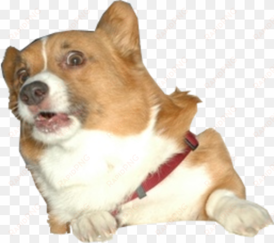 image surprised know your - corgi png