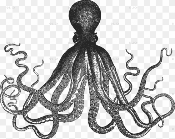 image transparent oranges clipart octopus - kraken black and white