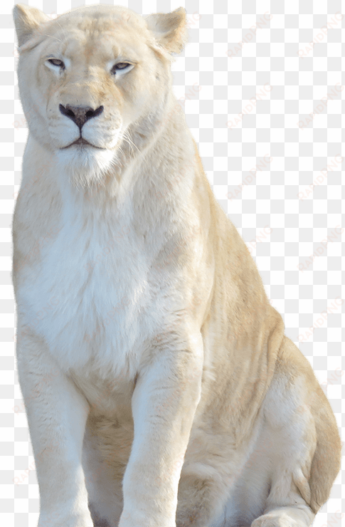 image - white lion hd png