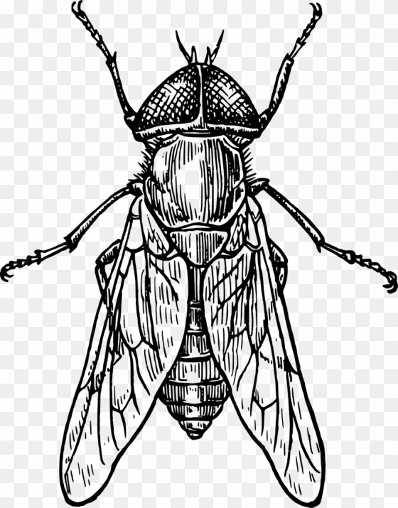 imagen gratis en pixabay - insect black and white