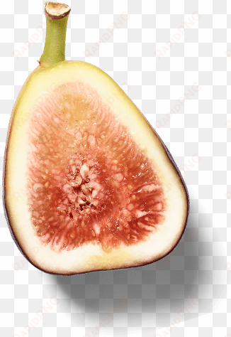 images - common fig