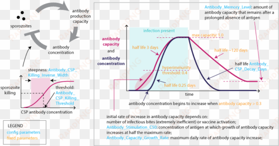 images/malaria infection immunity anti csp immunity - malaria immunity