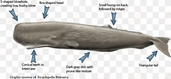 images of sperm whale - sperm whale head size