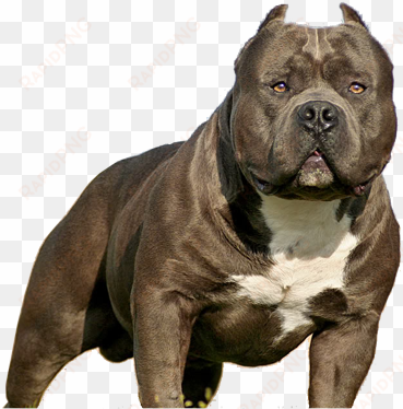 imperio bully pitbull puppy png - american bully filhote preço