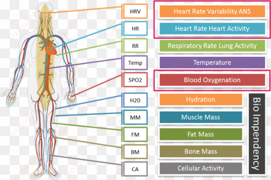 in particular, our cardiovascular system is regulated - circulatory system shower curtain