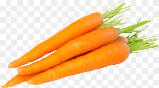includes several nutrients extracted from wholesome - carrots with white background