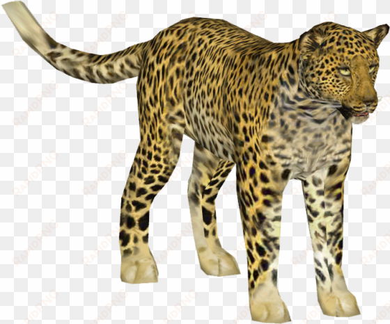 indian leopard 3 - indian leopard