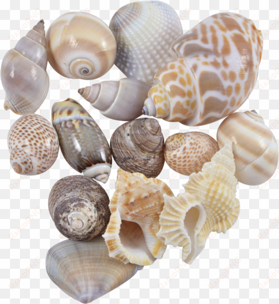 indian mix assorted craft seashells medium 1-1 - indian mix assorted craft shells seashells medium 1-1.25