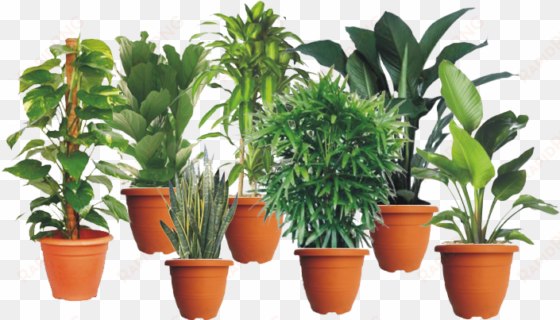 indoor plants - money plants