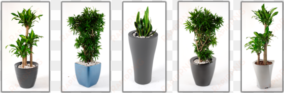 indoor plants - plants for noise reduction indoor