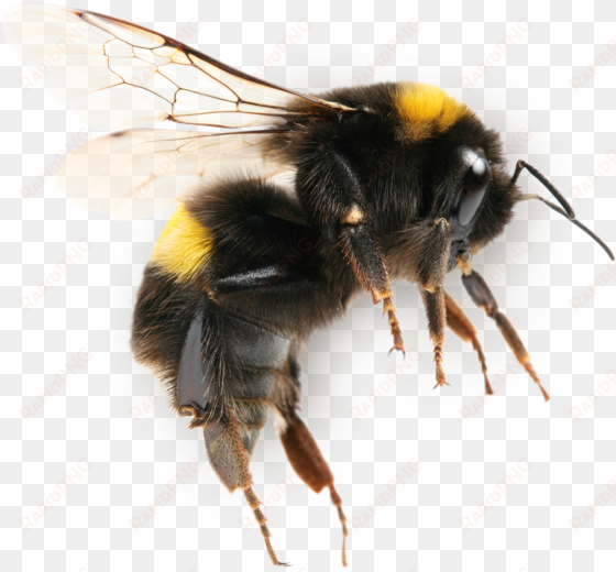 industrious native bees - bumble bee close up