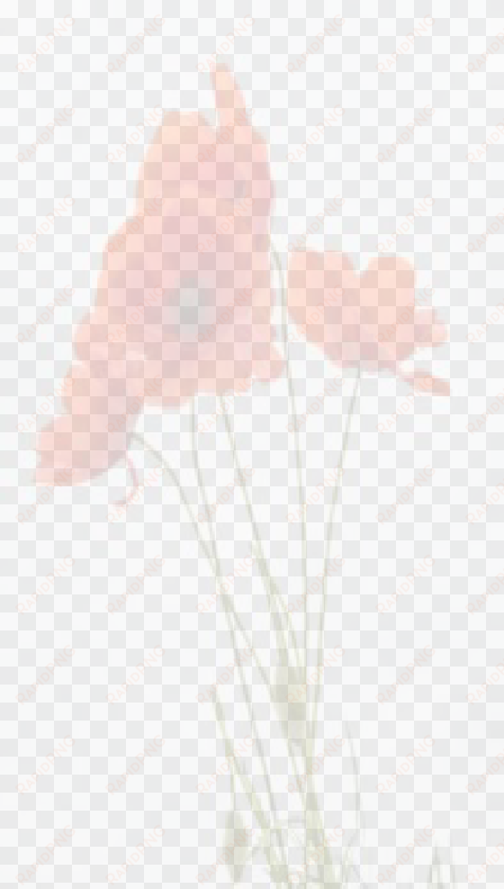 inform the doctor - 3drose lsp 217331 1 delicate red poppies vector - single