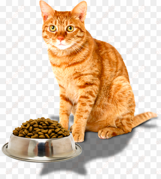 ingredients - yellow tabby cat