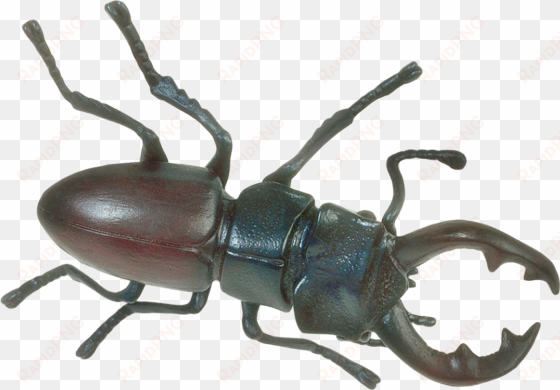 insect png transparent image - insect png