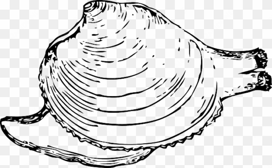 inside, protection, clam, shell, mollusk, quahog, snail - quahog clipart