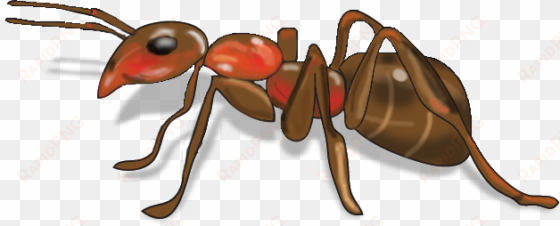 ipad - png image of ant